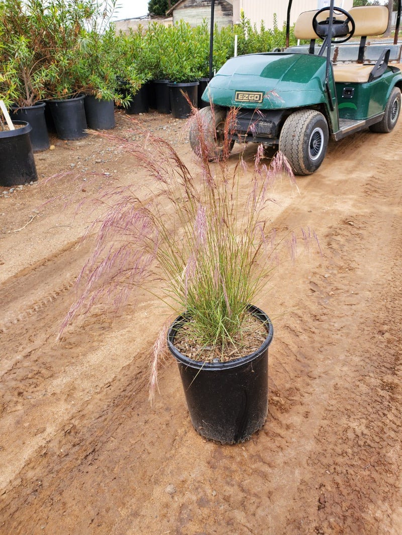 Photo for Aristida purpurea var. purpurea (Purple three awn)
