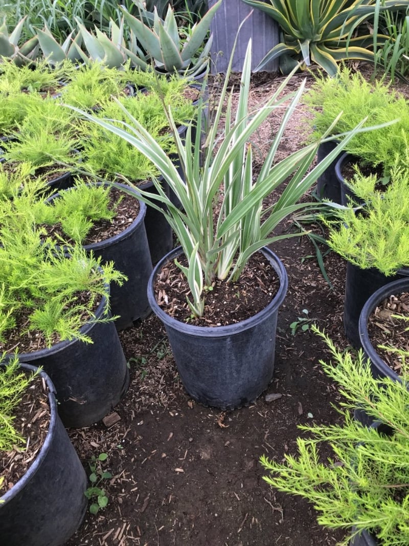 Photo for Dianella revoluta ‘Variegata’ (Variegated Dianella)