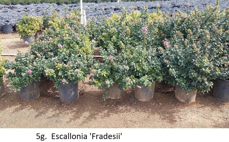 Photo for Escallonia 'Fradesii' (Frades Escallonia)
