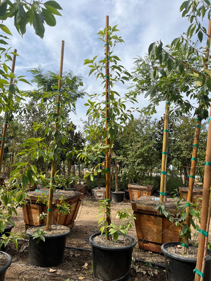 Photo for Lophostemon confertus (Brisbane Box)