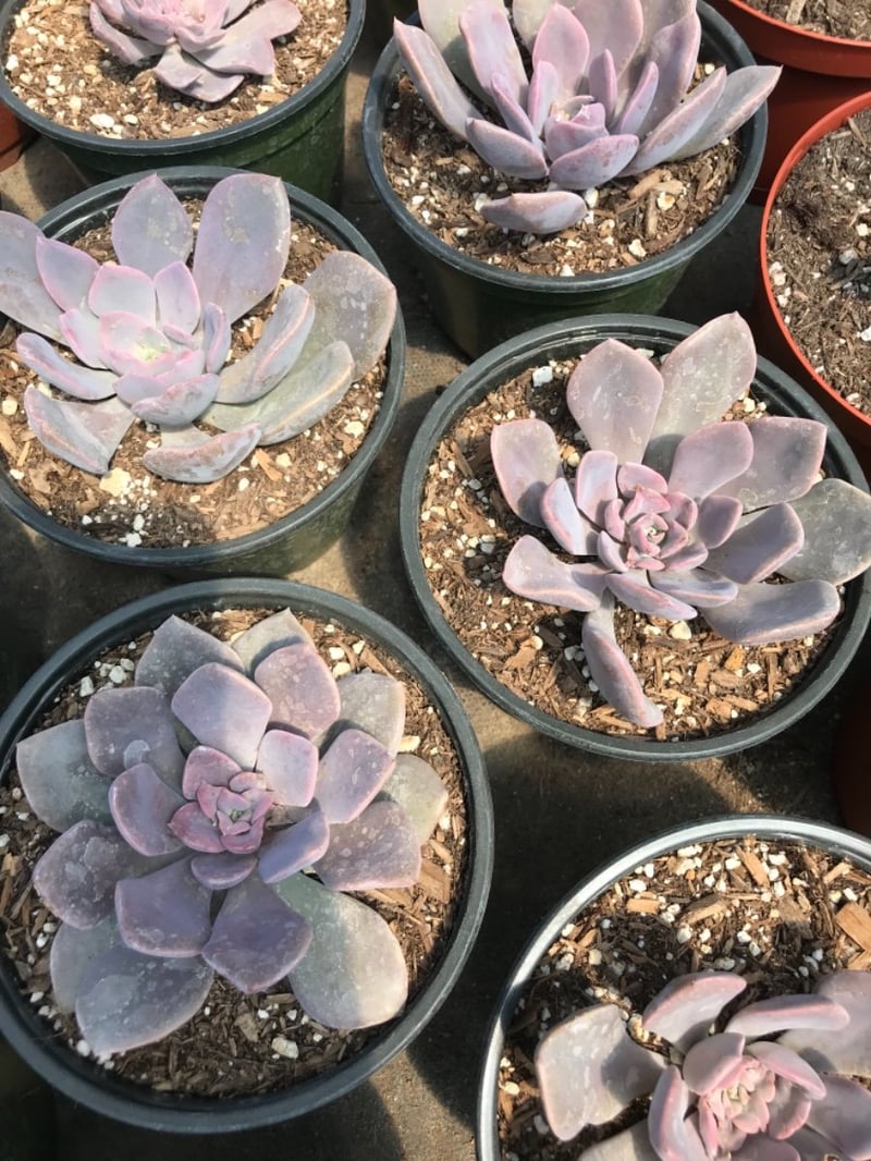 Photo for Graptoveria 'Fred Ives' (Graptoveria 'Fred Ives')