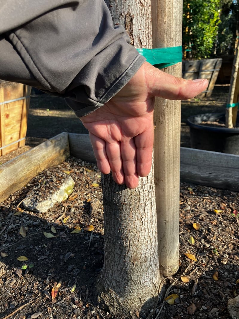 Photo for Ulmus Parvifolia 'True Green' (Standard) (True Green Chinese Elm)