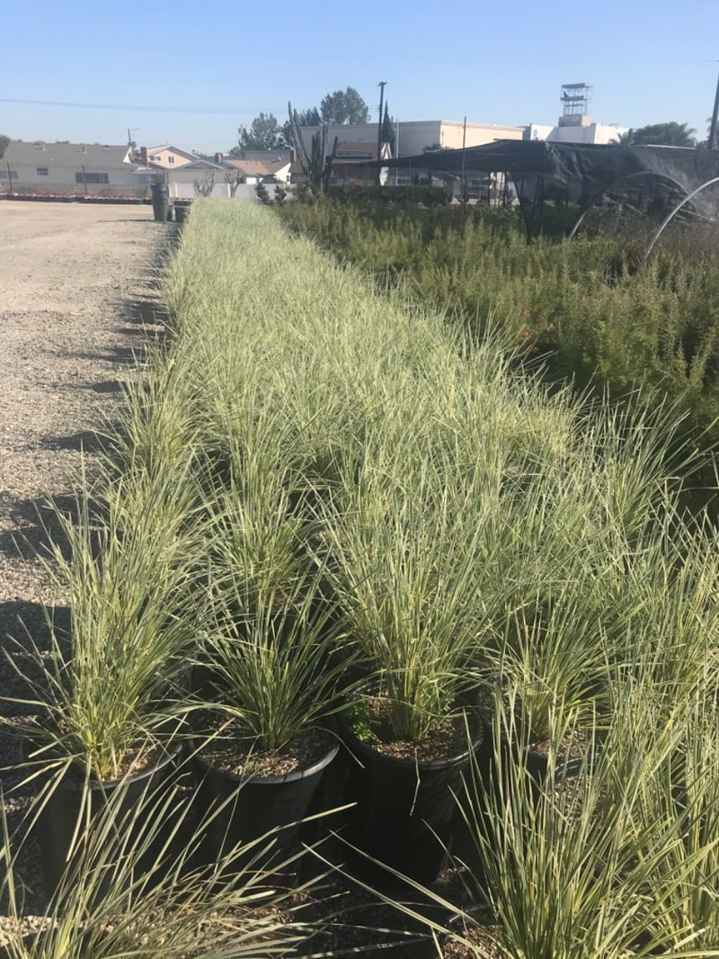 Photo for Lomandra 'Lime Tough' 'Lomlon''Lime Tuff' (Lime Tough Dwarf Mat Rush)