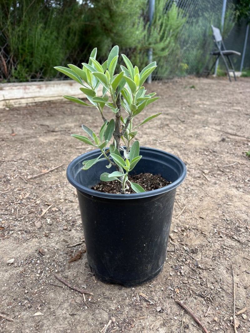 Photo for Salvia apiana (California White Sage, Bee Sage)