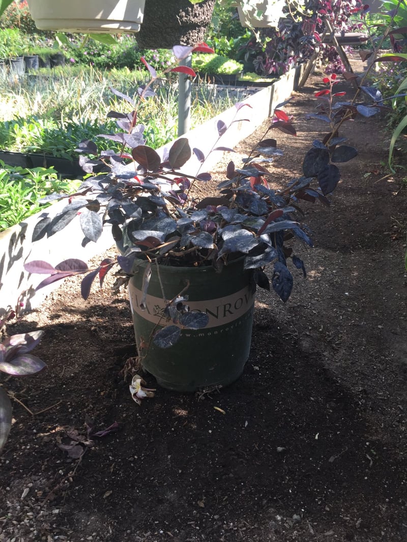 Photo for Loropetalum chinense 'Peack' (Purple Pixie Fringe Flower)