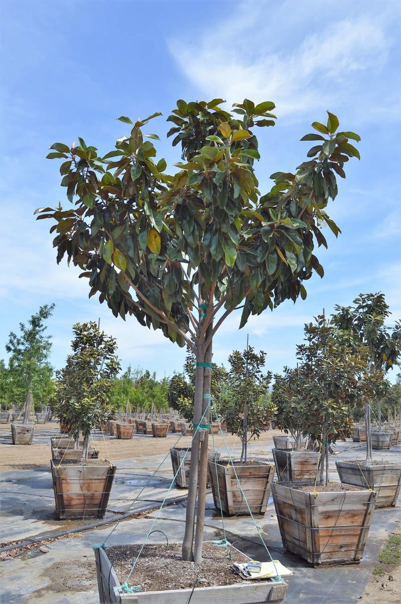 Photo for Magnolia grandiflora 'Saint Mary' (Saint Mary Southern Magnolia)