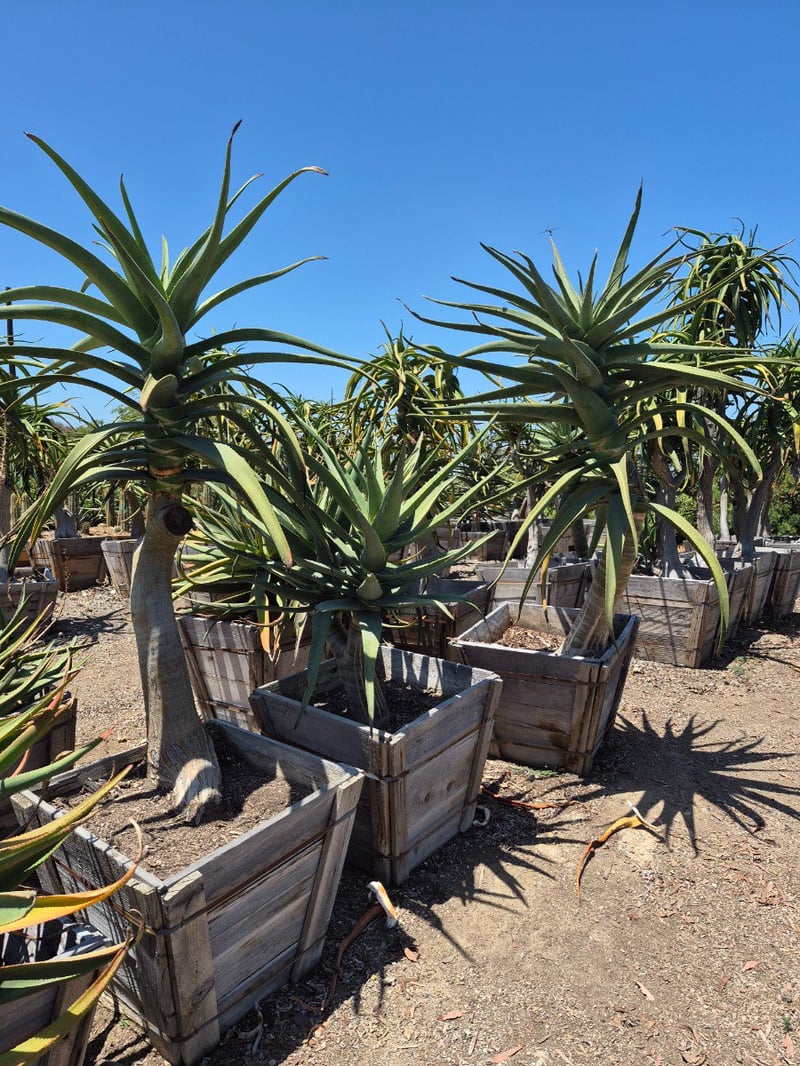 Photo for Aloe 'Hercules' (Standard) (Hercules Aloe)