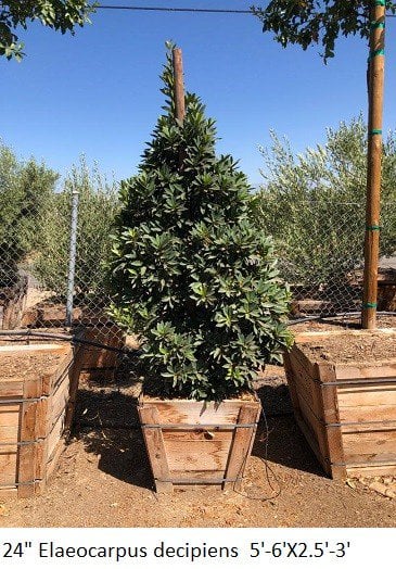 Photo for Elaeocarpus decipiens (Column) (Japanese Blueberry Tree)