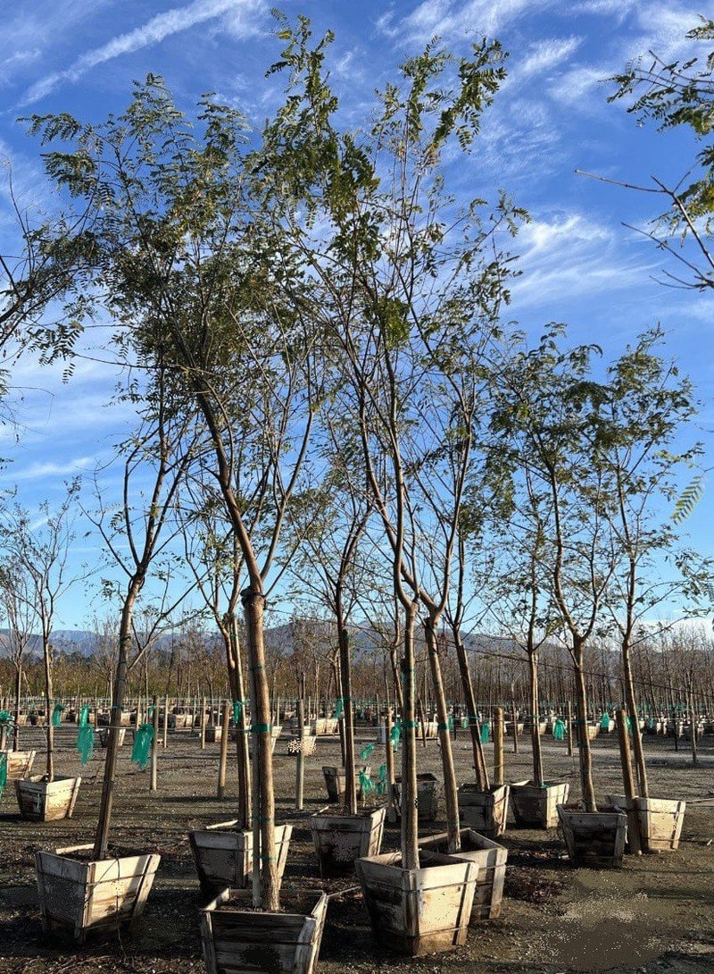 Photo for Tipuana tipu (Standard) (Tipu Tree)