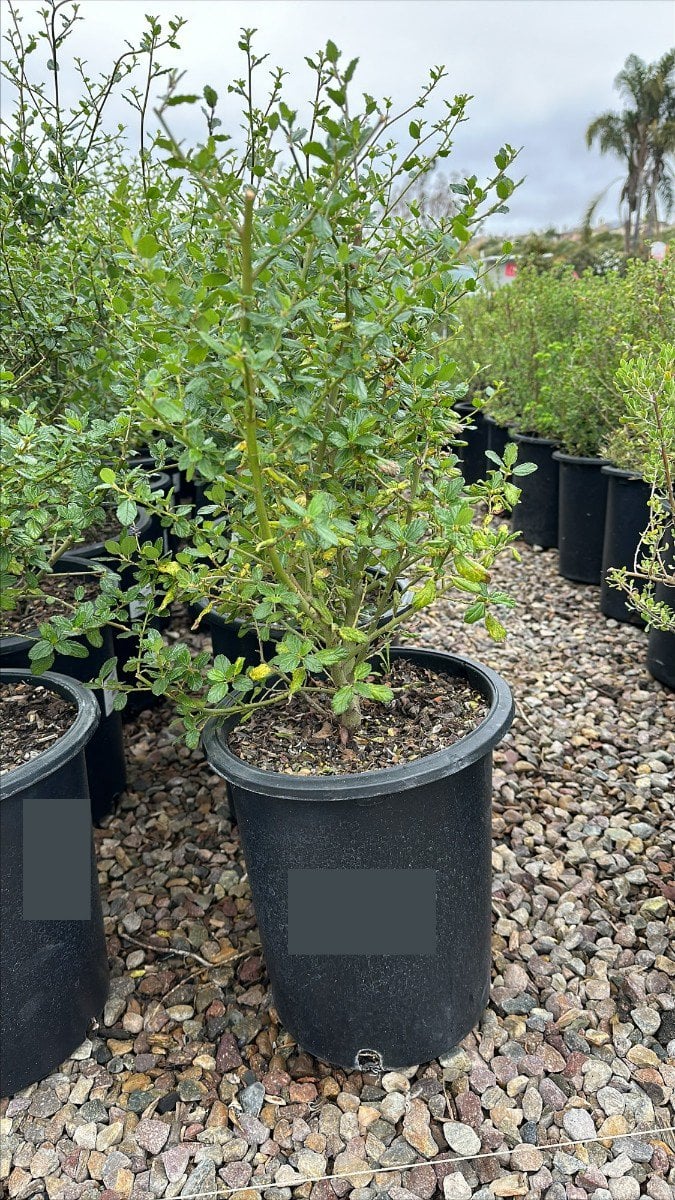 Photo for Ceanothus 'Frosty Blue' (Frosty Blue Mountain Lilac)