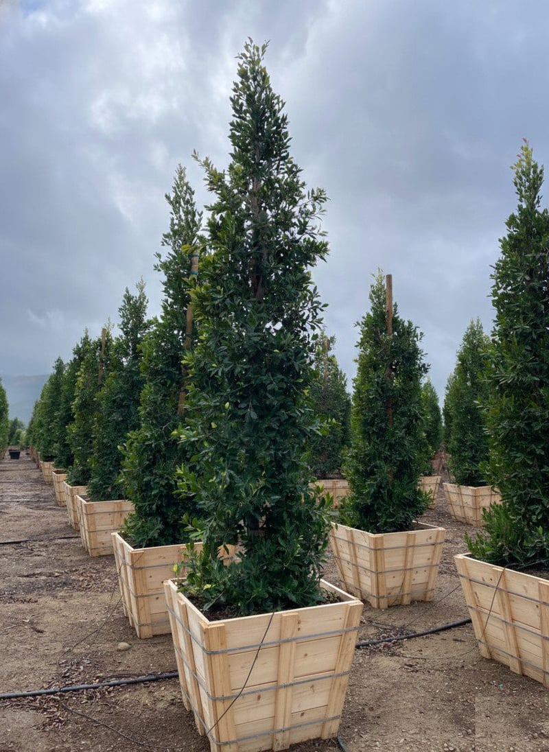 Photo for Ficus microcarpa nitida (Column) (Indian Laurel)