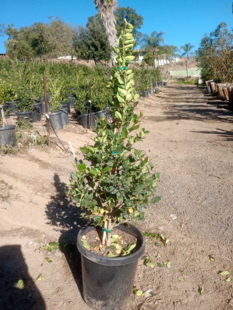 Photo for Ligustrum japonicum 'Texanum' (Cone) (Waxleaf Privet Topiary Cone)