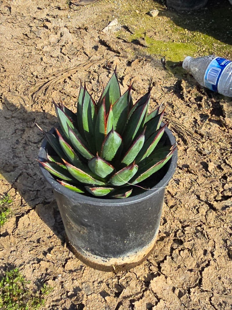 Photo for Agave 'Blue Glow' (Blue Glow Agave)