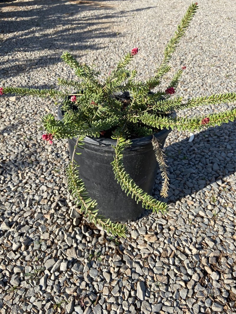 Photo for Grevillea lanigera 'Prostrate' (Prostrate Woolly Grevillea)