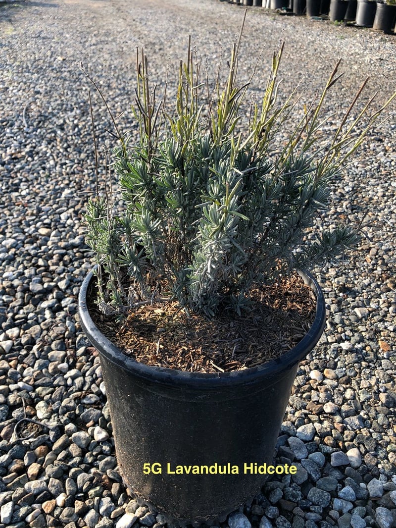 Photo for Lavandula angustifolia 'Hidcote Blue' (Hidcote Blue English Lavender)