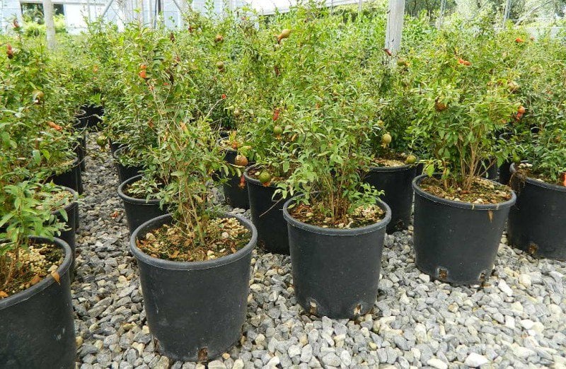 Photo for Punica granatum ‘Nana’ (Dwarf Pomegranate)