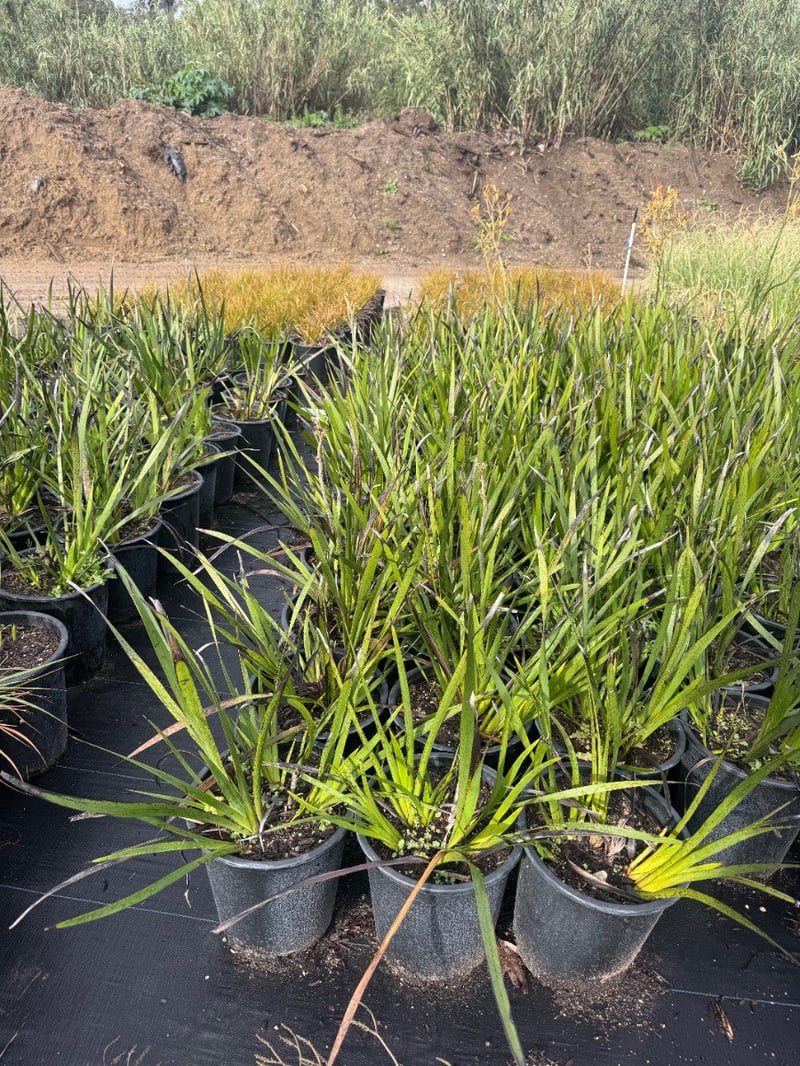 Photo for Anigozanthos flavidus (Greenish Yellow) (Evergreen Kangaroo Paw)