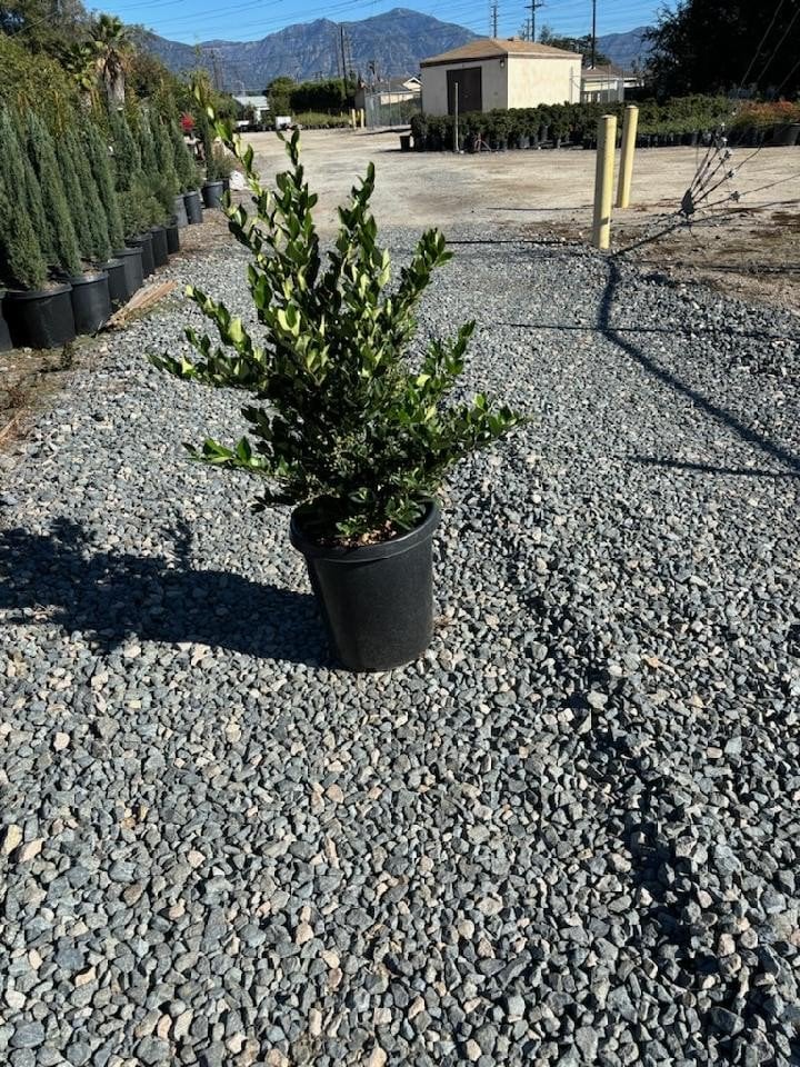 Photo for Trachelospermum jasminoides (Bush) (Star Jasmine (BUSH))