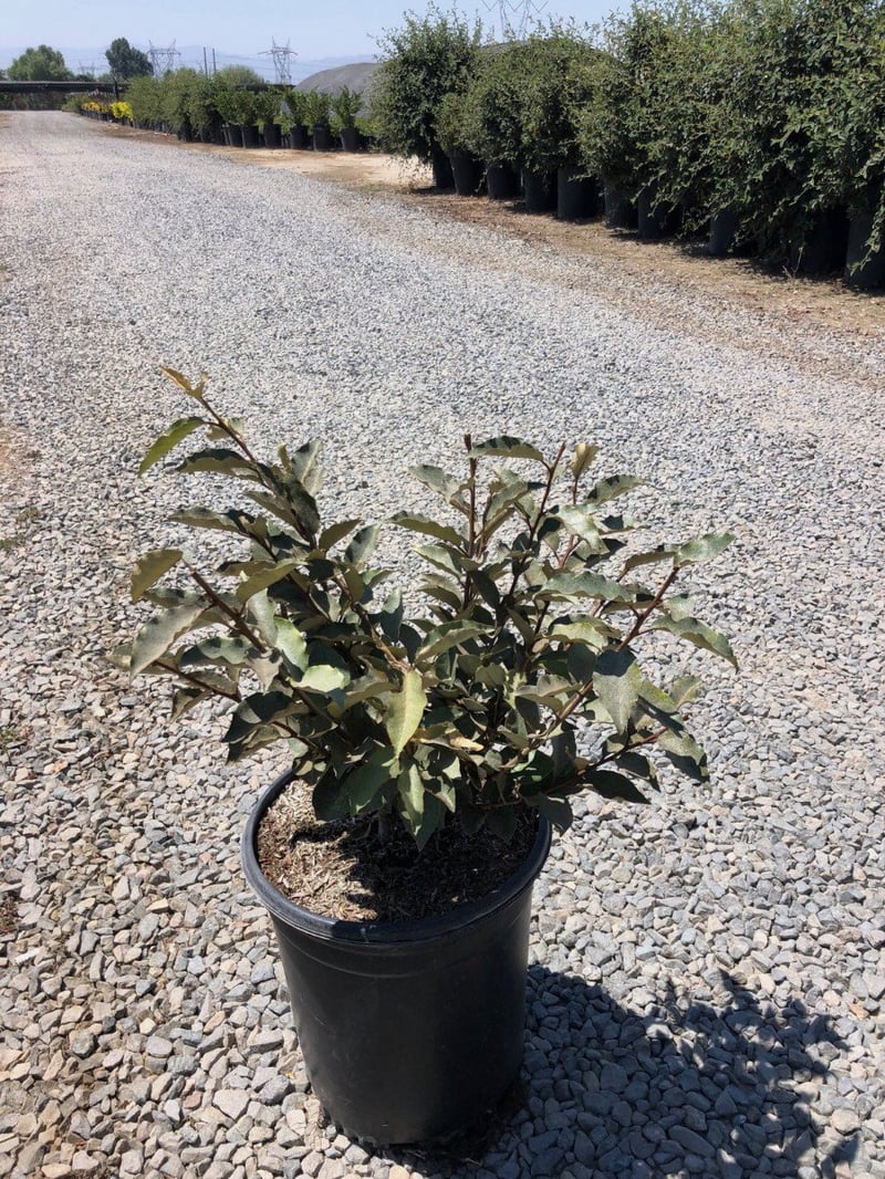 Photo for Elaeagnus pungens 'Fruitlandii' (Fruitland Silverberry)