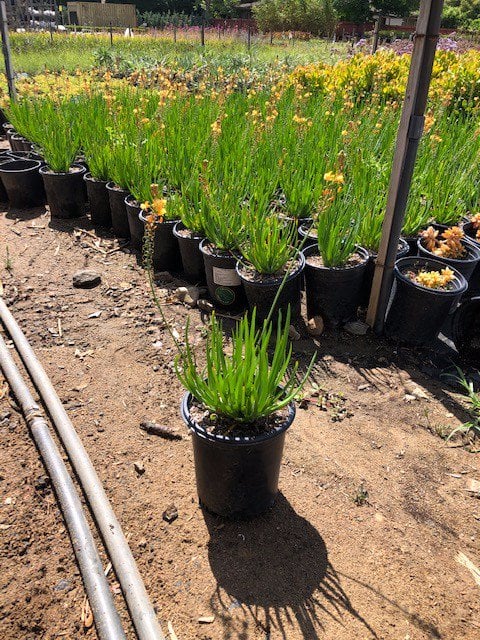 Photo for Bulbine frutescens 'Orange' (Stalked Bulbine)