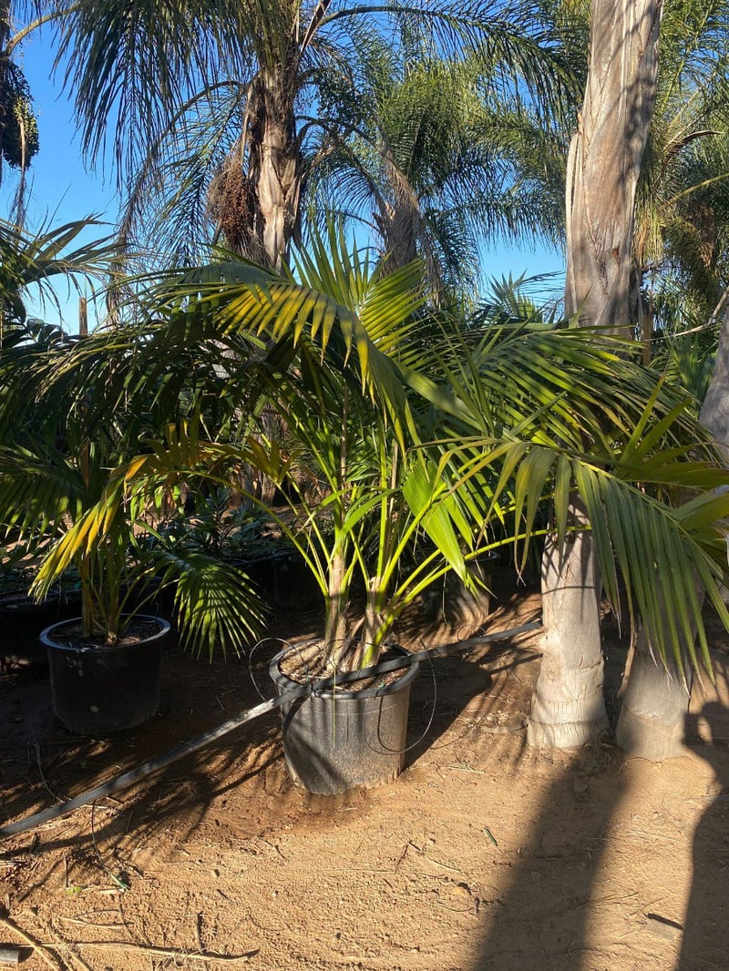 Photo for Howea forsteriana (Multi) (Kentia Palm)