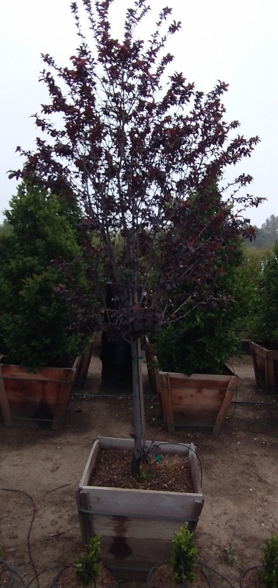 Photo for Prunus cerasifera 'Krauter Vesuvius' (Krauter Vesuvius Cherry Plum)