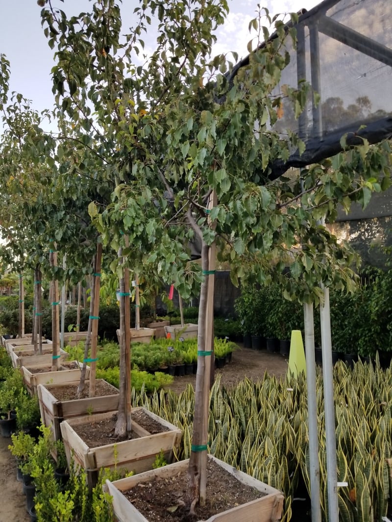 Photo for Pyrus kawakamii (Evergreen Pear)