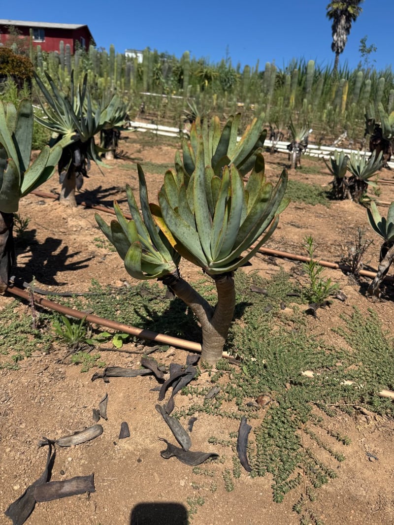 Photo for Aloe plicatilis (Fan Aloe)