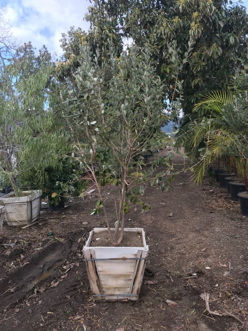 Photo for Acca sellowiana (Feijoa sellowiana) (Pineapple Guava)