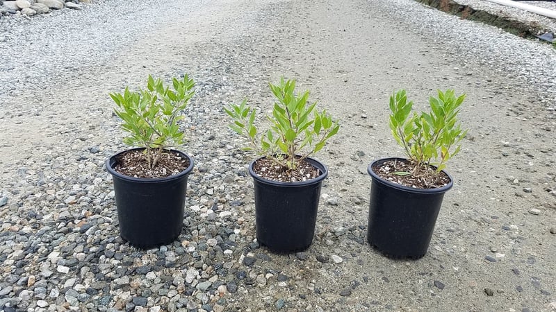 Photo for Encelia californica (Coast Sunflower)