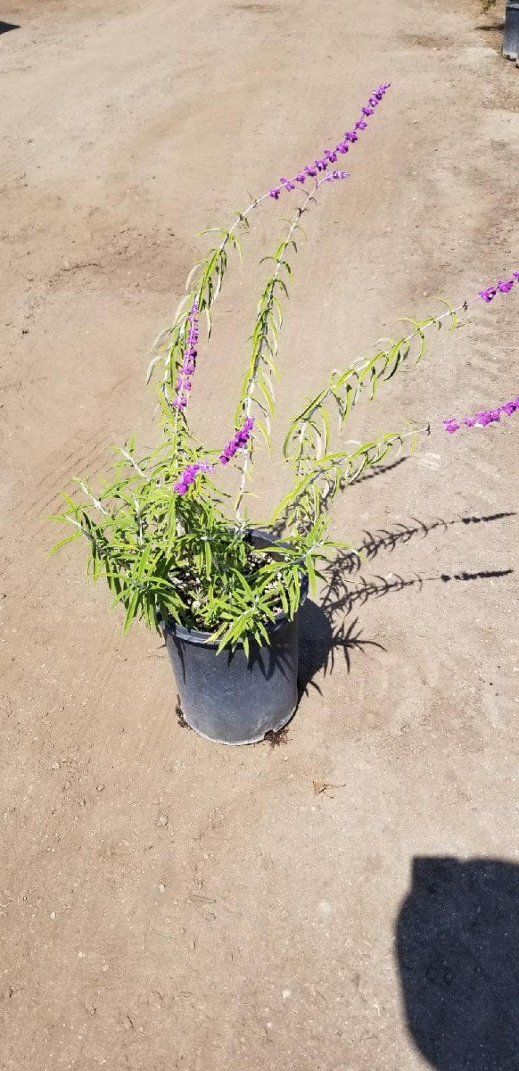 Photo for Salvia leucantha (Mexican Bush Sage, Velvet Sage)