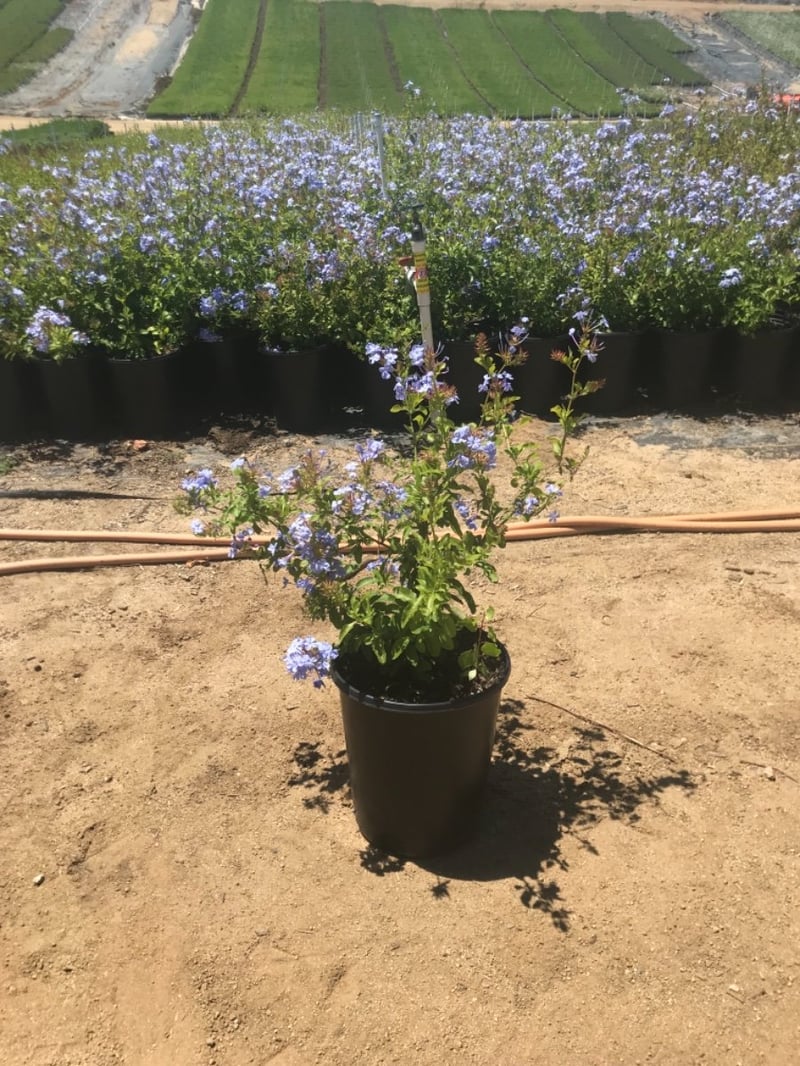 Photo for Plumbago auriculata 'Imperial Blue' (Blue Cape Plumbago)