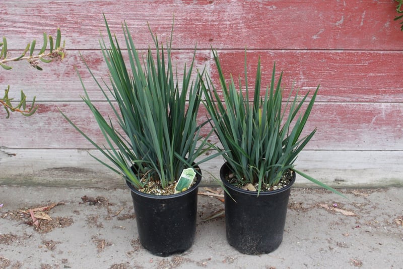 Photo for Dianella revoluta 'Little Rev' (Little Rev Flax Lily)