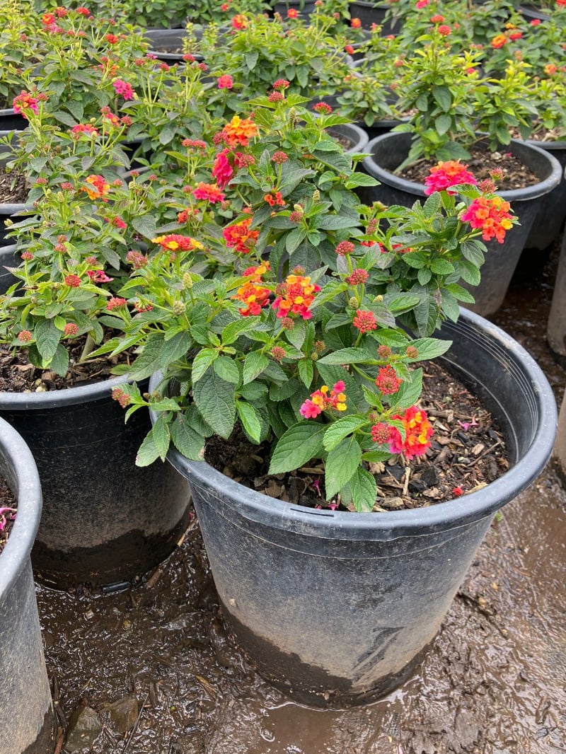 Photo for Lantana camara 'Moni' (Confetti Lantana)