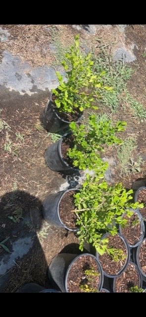 Photo for Buxus microphylla japonica (Japanese Boxwood)