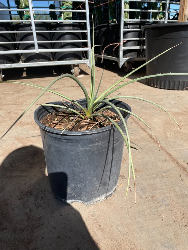 Photo for Hesperaloe parviflora 'Brakelights' (Red Yucca)
