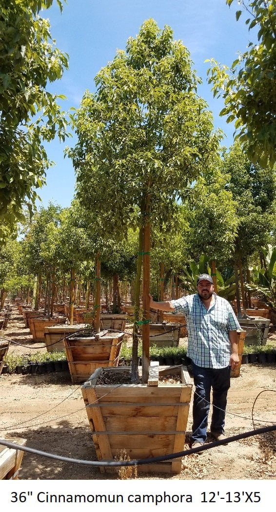 Photo for Cinnamomum camphora (Standard) (Camphor Tree)