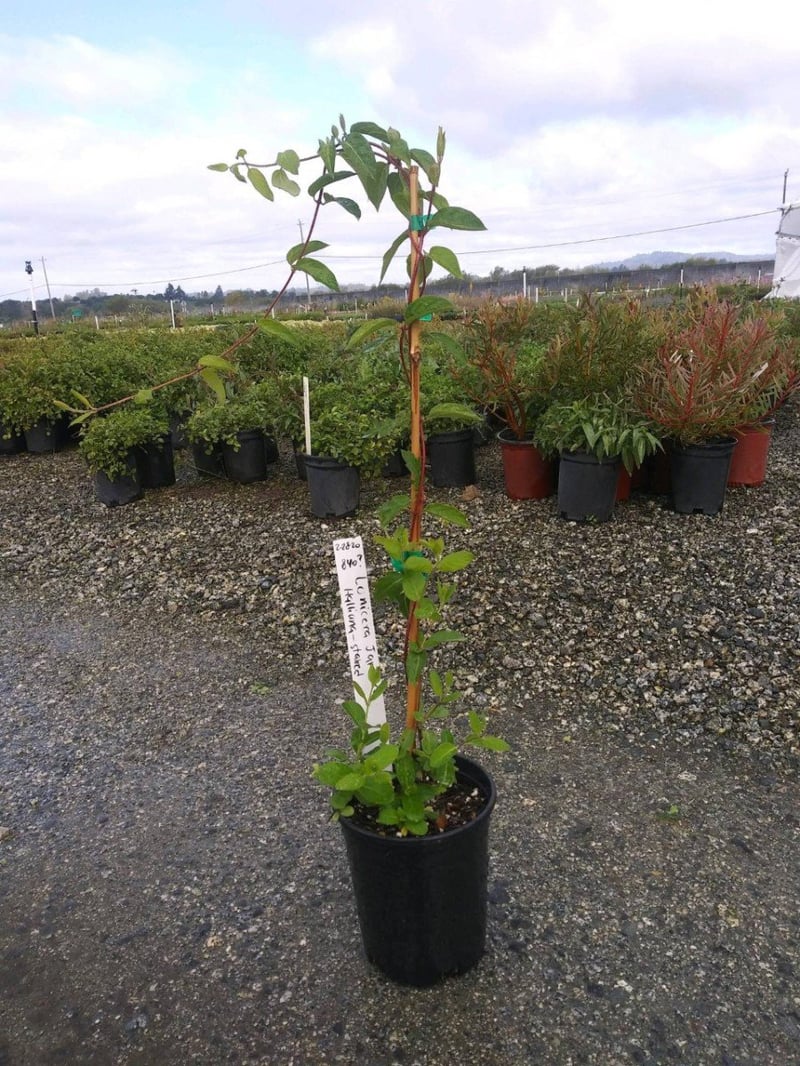 Photo for Lonicera japonica 'Halliana' (Japanese Honeysuckle)