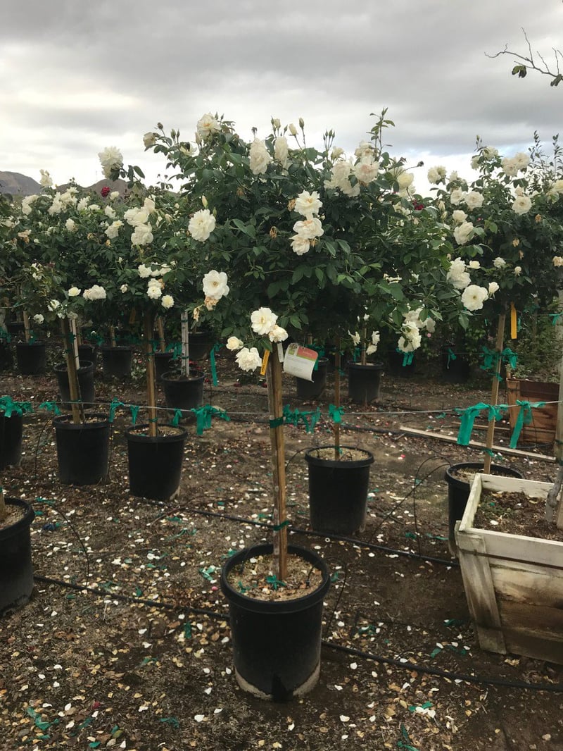 Photo for Rosa iceberg 'White' (Standard) (White Iceberg Rose (Tree Form))