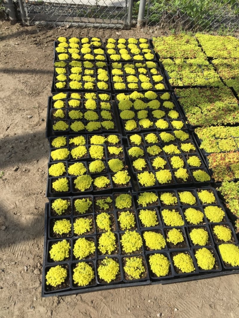 Photo for Sedum 'de Oro' (Gold Moss Sedum)