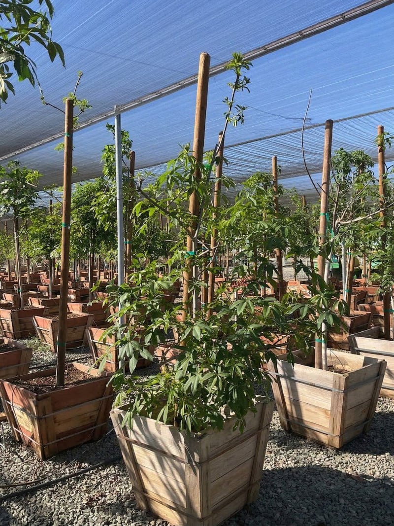 Photo for Aesculus californica (California Buckeye)