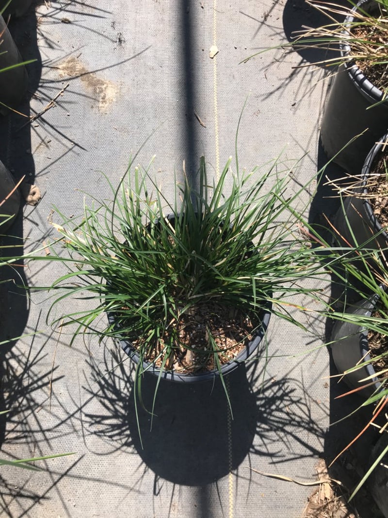 Photo for Carex divulsa (European Grey Sedge, Berkeley Sedge)