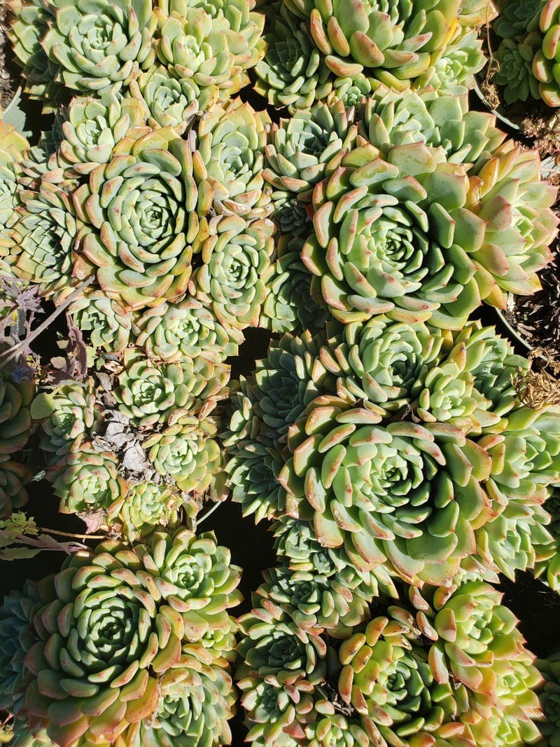 Photo for Echeveria (Mixed) (Assorted Echeveria)