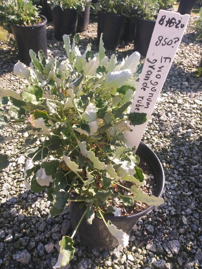 Photo for Eriogonum grande rubescens. (San Miguel Island Buckwheat )