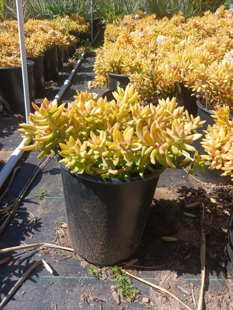 Photo for Sedum adolphii ‘Firestorm’ (Firestorm Sedum)