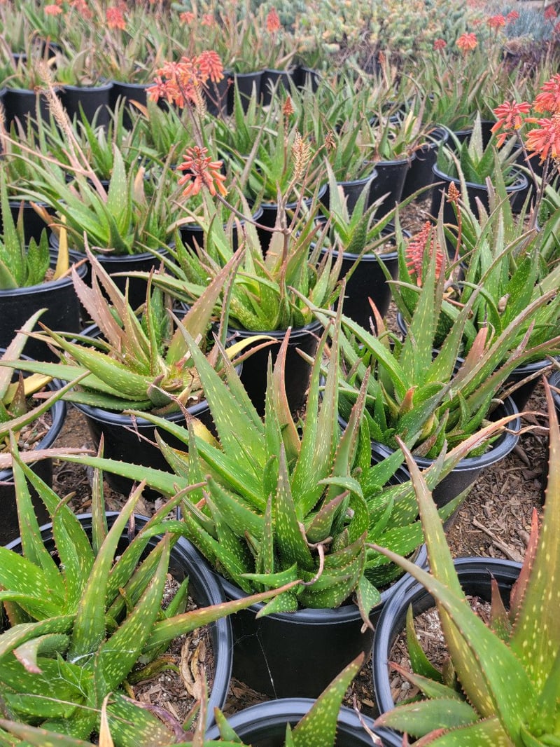 Photo for Aloe 'Rooikappie' (Little Red Riding Hood Aloe)