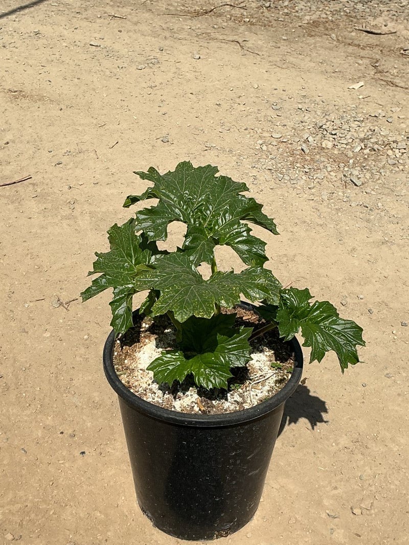 Photo for Acanthus mollis (Bear's Breeches, Oak Leaf)