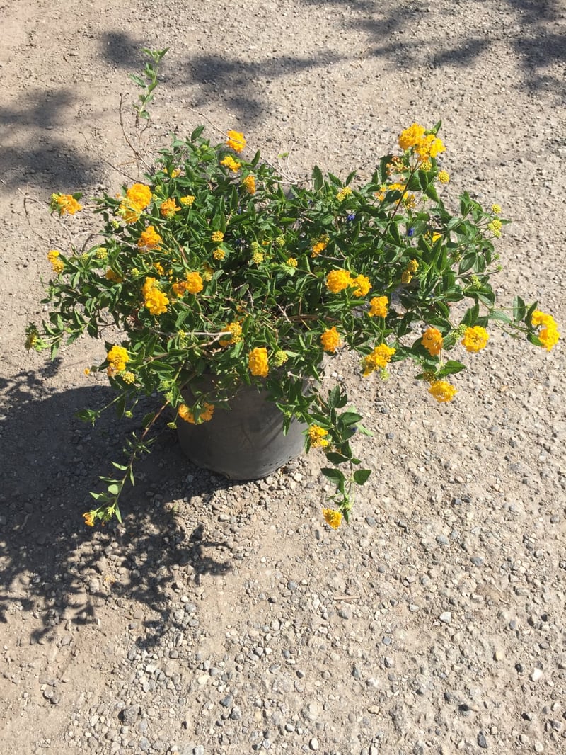 Photo for Lantana camara 'Yellow Trailing' (Yellow Spreading Lantana)