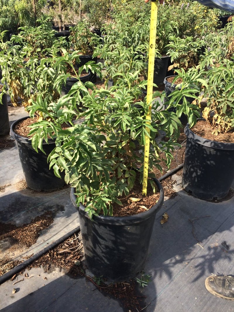 Photo for Sambucus mexicana (Blue Elderberry)