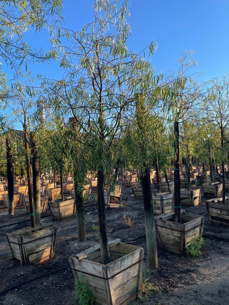 Photo for Geijera parviflora (Australian Willow)